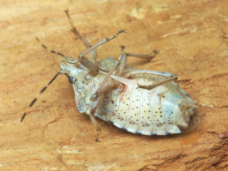 Rhaphigaster nebulosa (Poda, 1761)